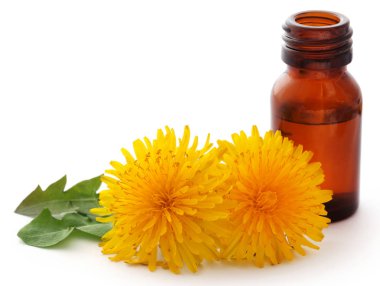 Esans beyaz arka plan üzerine bir şişe ile tıbbi karahindiba