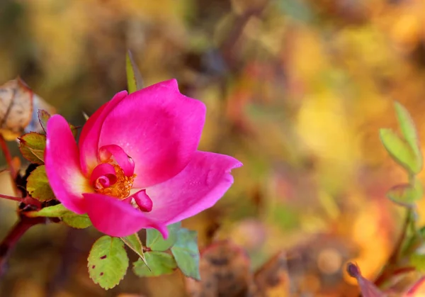 Rosa Otoño Parque — Foto de Stock