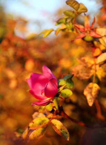 Rose Podzim Parku — Stock fotografie