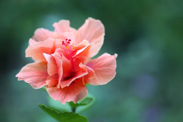 Hibiscus Pale Pink Color Copy Space — Stock Photo, Image