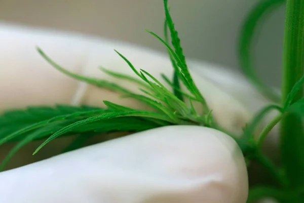 Cannabis Deixa Colheita Com Mão Usando Luvas — Fotografia de Stock