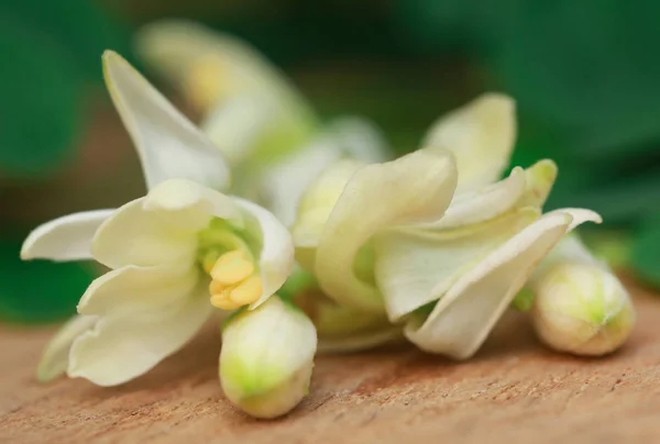 Heilmoringa Blume Mit Grünen Blättern Der Holzoberfläche — Stockfoto