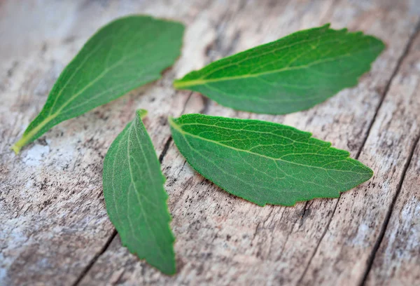 Hojas Stevia Una Alternativa Para Azúcar Tienen Mucho Valor Medicinal —  Fotos de Stock