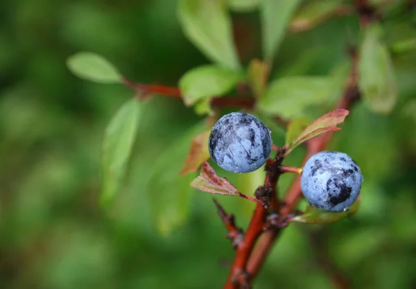 Prunus Spinosa Veya Bahçede Açık Karaçalı — Stok fotoğraf