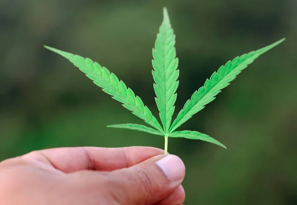 Folhas Cannabis Colhendo Segurando Mão — Fotografia de Stock