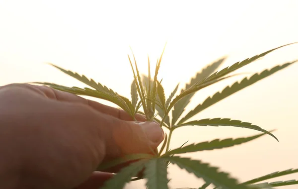 Folhas Cannabis Colhendo Segurando Mão Pôr Sol — Fotografia de Stock