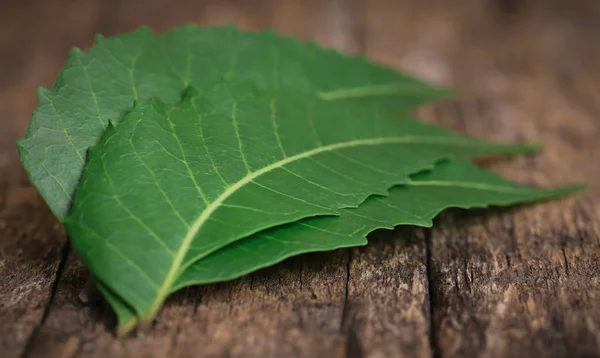 Medicinal Neem Leaves Timber Surface — Stock Photo, Image