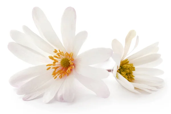 Anemone Blanda White Shade Grecian Windflowers White Background — Stock Photo, Image