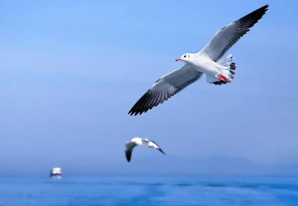 Meeuwen Vliegen Blauwe Hemel Boven Zee — Stockfoto