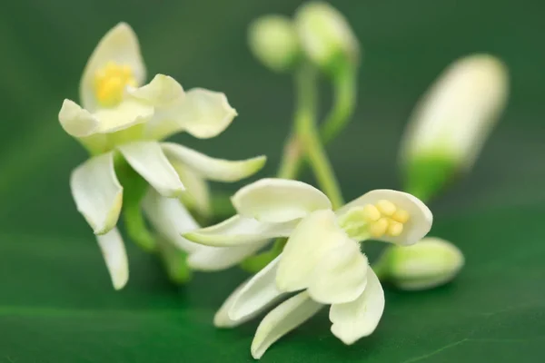 緑の自然に薬用モリンガの花 — ストック写真