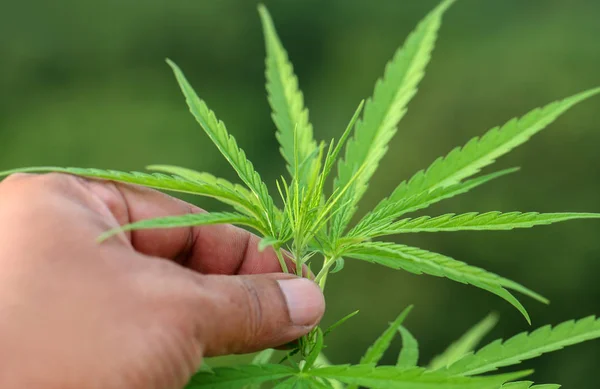 Cannabis Leaves Held Farmers Hand Garden — Stock Photo, Image