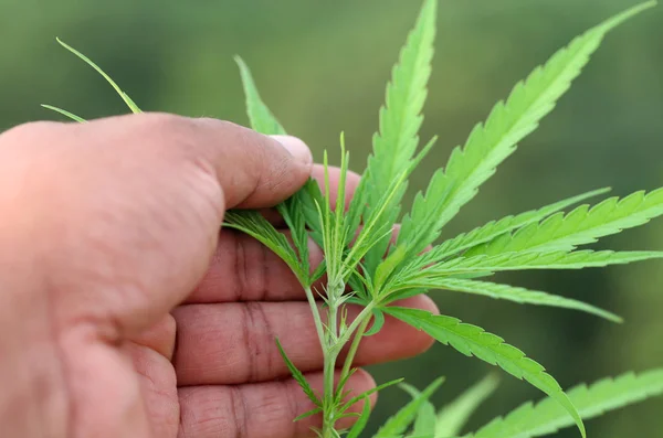 Cannabis Leaves Held Farmers Hand Garden — Stock Photo, Image