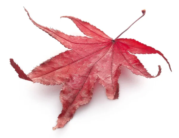 查出的红色秋天叶子在白色背景 — 图库照片