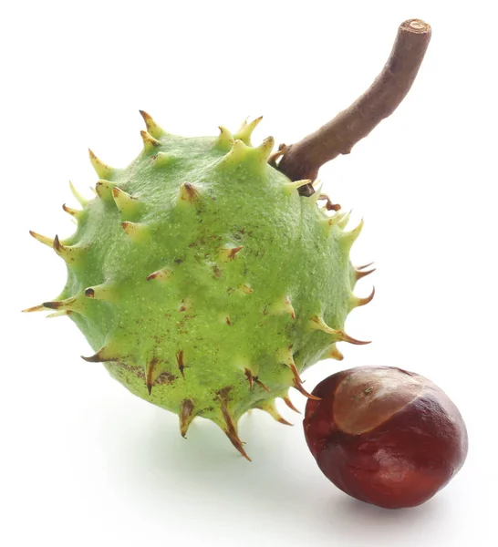 Hästkastanj Med Grön Frukt Över Vit Bakgrund — Stockfoto