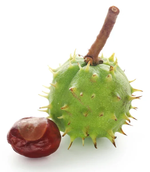 Paardekastanje Met Groene Vruchten Witte Achtergrond — Stockfoto