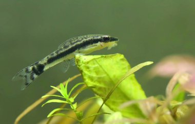 O java fern ekili akvaryum içinde oturan akvaryum