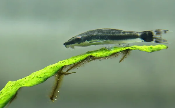 Otocinklus Som Sitter Java Ormbunke Planterade Akvarium — Stockfoto