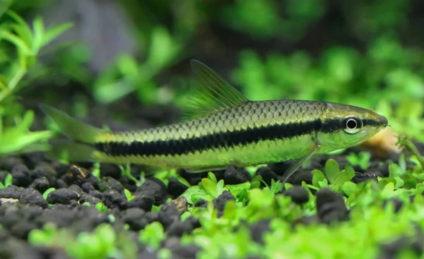 Siamese Algae Eater Planted Aquarium — Stock Photo, Image