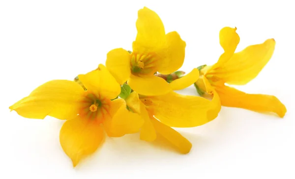 Massa Färska Forsythia Över Vit Bakgrund — Stockfoto