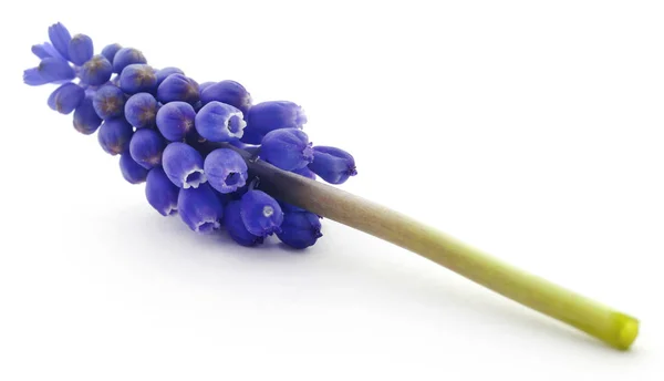 Perlehyacinter Atau Grape Hyacinth Atas Latar Belakang Putih — Stok Foto