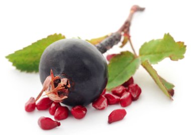 Rosa rugosa ya da plaj beyaz arka plan üzerinde siyah meyve yükseldi