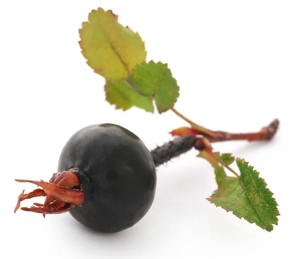 Rosa Rugosa Rosa Playa Fruta Negra Sobre Fondo Blanco —  Fotos de Stock