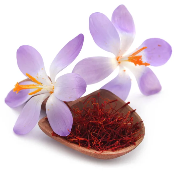 Azafrán con flor de azafrán —  Fotos de Stock
