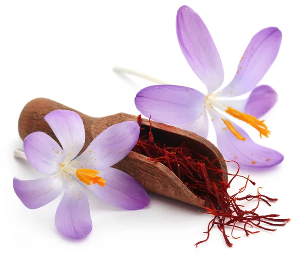 Saffran med Krokus blomma — Stockfoto