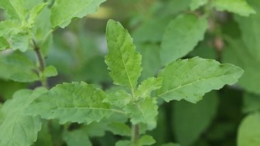 Rüzgar içinde tıbbi kutsal fesleğen veya Tulsi