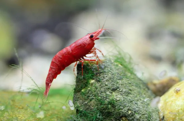 red cherry shrimp algae
