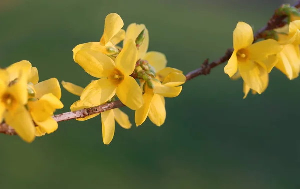 Forsythia, známý jako jarní květina — Stock fotografie