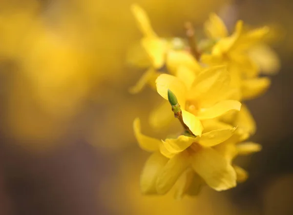 Forsythia, známý jako jarní květina — Stock fotografie