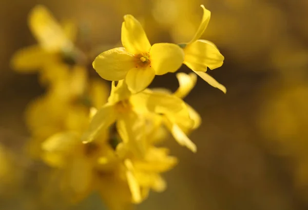 Forsythia känd som vårblomma — Stockfoto