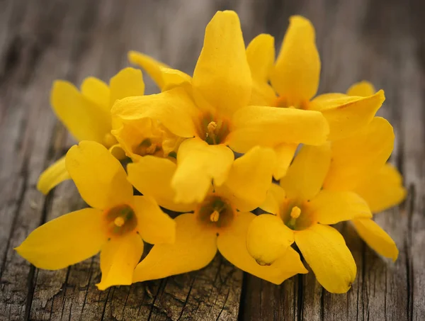 Forsythia known as spring flower — Stock Photo, Image