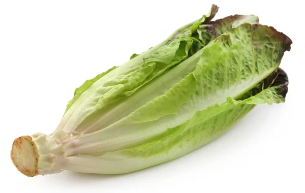 Fresh Romaine lettuce — Stock Photo, Image