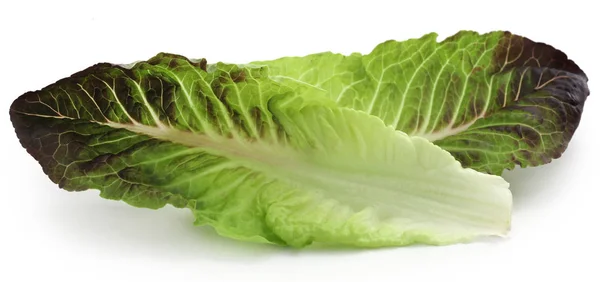 Свіжий салат-латук — стокове фото
