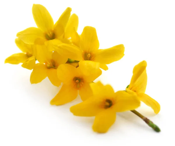 Forsythia known as spring flower — Stock Photo, Image