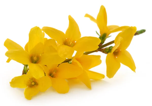 Forsythia connu sous le nom de fleur de printemps — Photo