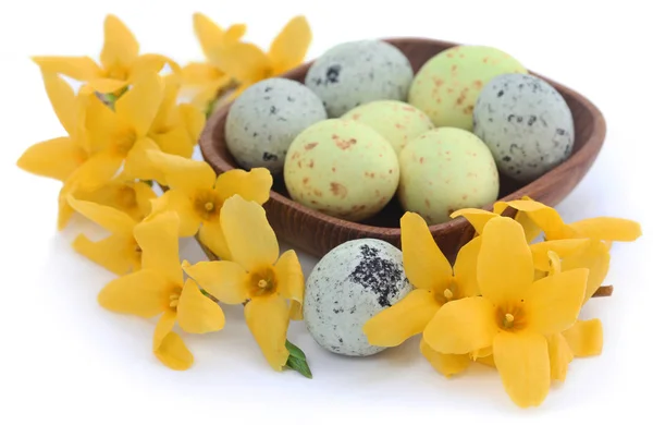 봄 꽃 포르시티아를 곁들인 부활절 달걀 — 스톡 사진