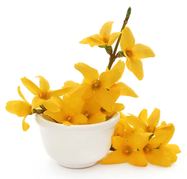 Forsythia bahar çiçeği — Stok fotoğraf