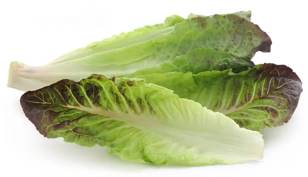 Färska romansallad — Stockfoto