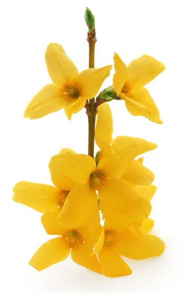 Forsythia suspensa — Stock Photo, Image