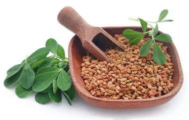 Yeşil yapraklı çemen tohumları