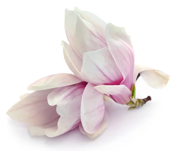 Fiore di Magnolia — Foto Stock