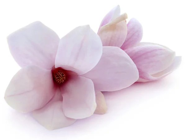 Magnolienblüte — Stockfoto