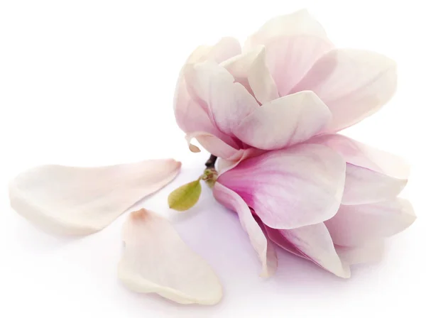 Květ Magnolie — Stock fotografie