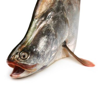 Hint yarımadasının dev bronz tüy sırtı