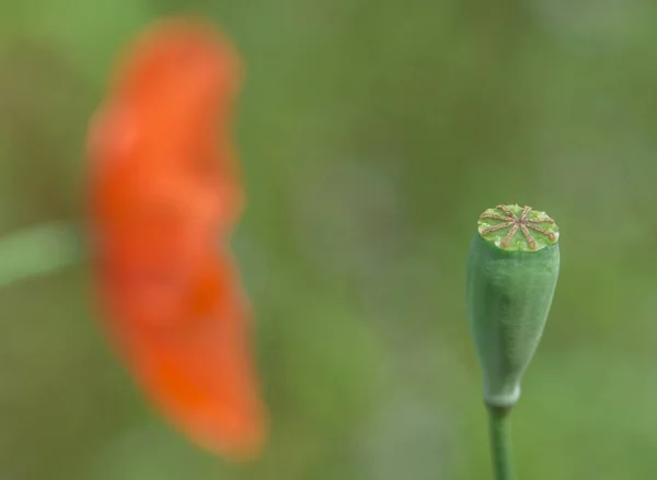 Flor de amapola en jardín exterior —  Fotos de Stock