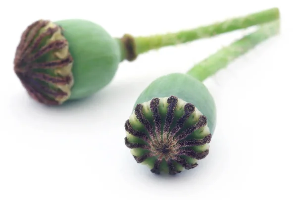 Poppy pods — Stock Photo, Image