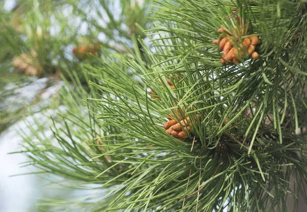Pine cone in tree outdoor — Stock Photo, Image
